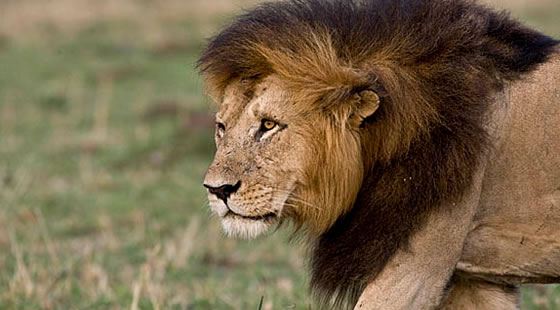 4-Days 3-Nights in Masai Mara Safari Day Trip
